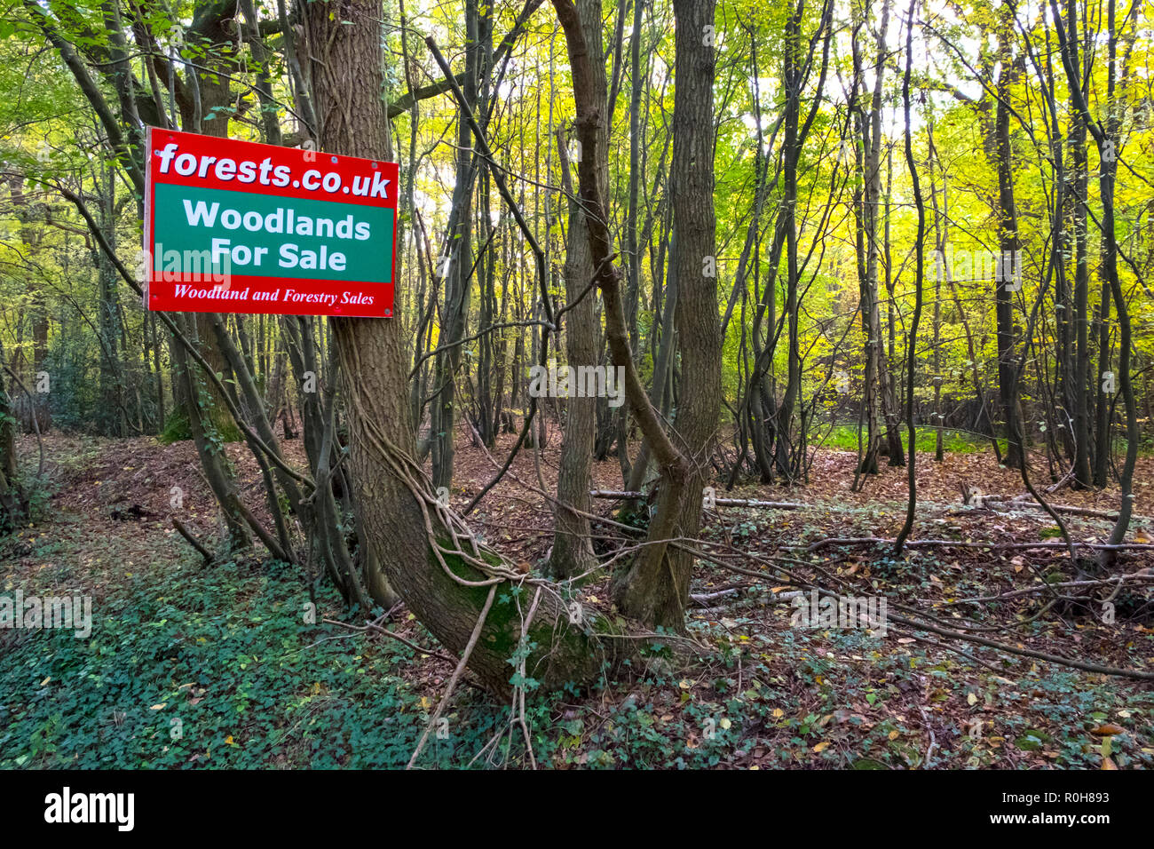 Woodland for sale in Kent, uk Stock Photo