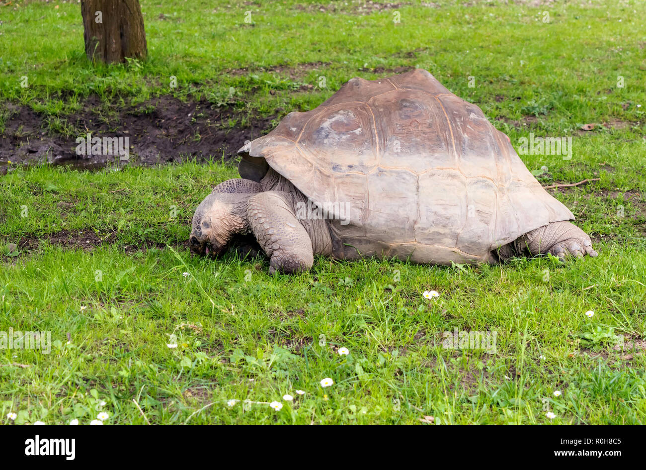Galápagos giant tortoise (Chelonoidis nigra) eating grass. It is the largest living species of tortoise. Stock Photo