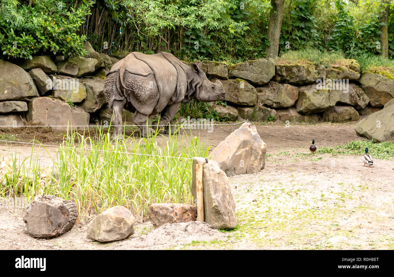 Indian rhinoceros (Rhinoceros unicornis) shot from behind showing its thick grey-brown skin and wart-like bumps covering its upper legs and shoulders. Stock Photo