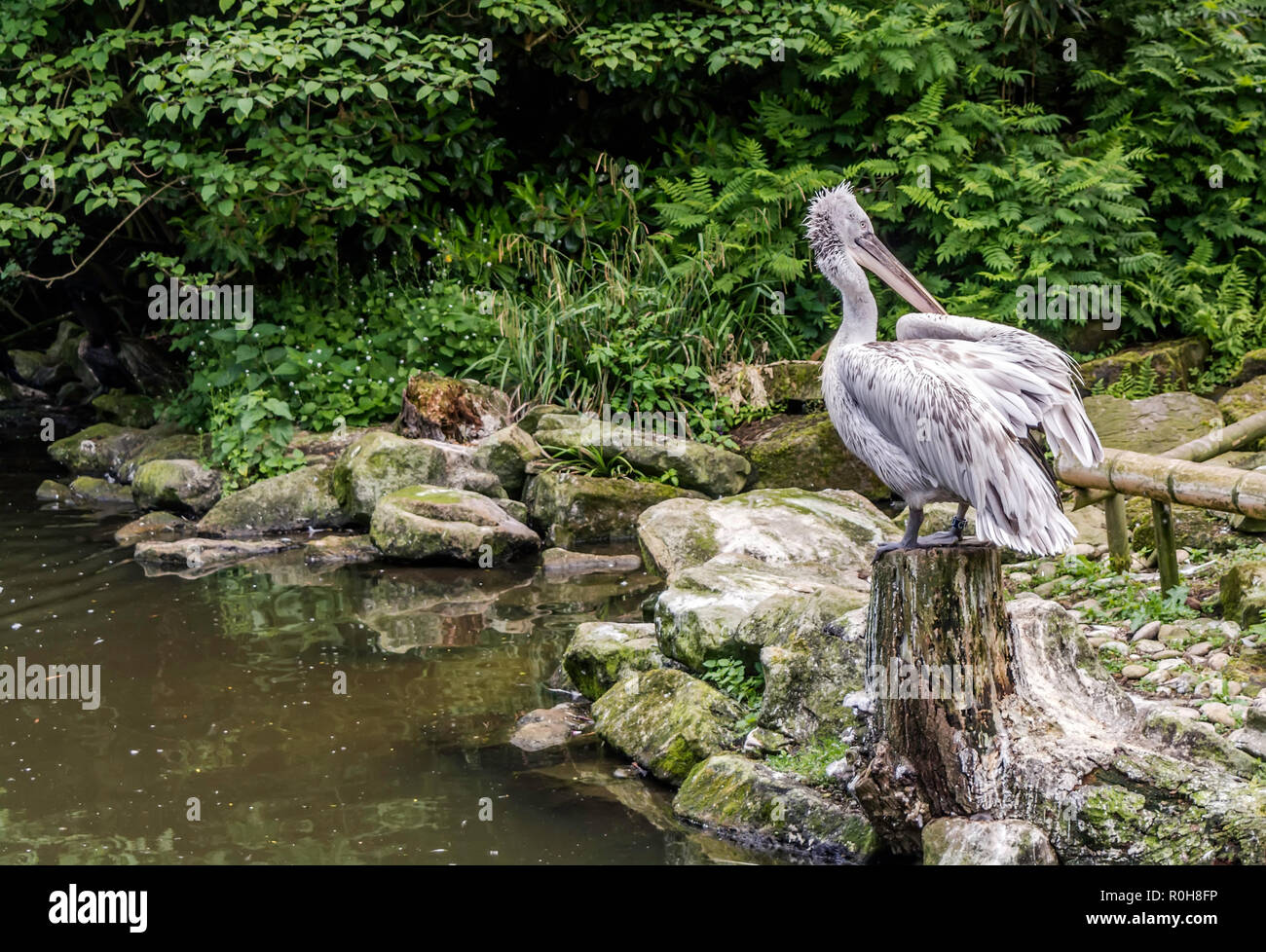 Young Dalmatian pelican (Pelecanus crispus) sitting on a stump near pond. Dalmatian differs from other large species in that it has curly nape feather Stock Photo