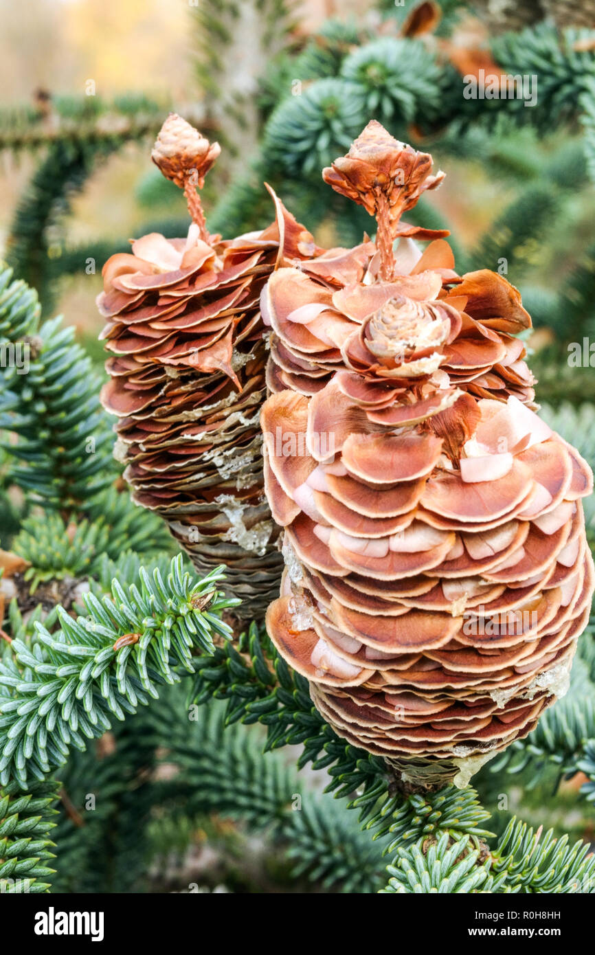 Abies pinsapo cones Spanish Fir cones in autumn releases seeds Stock Photo