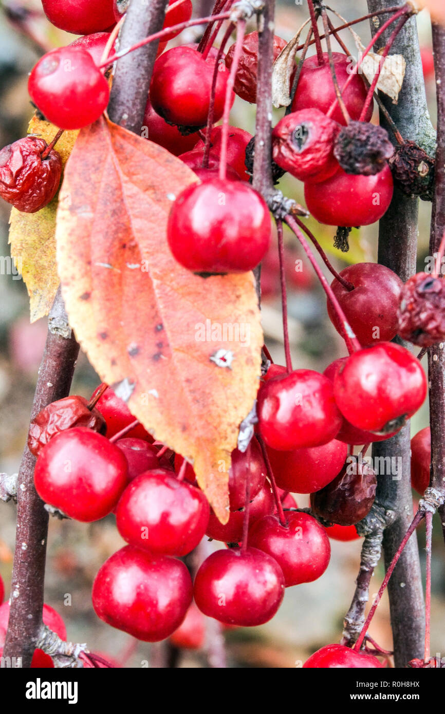 Crab apples, Malus 'Royal Beauty' fruits Stock Photo Alamy