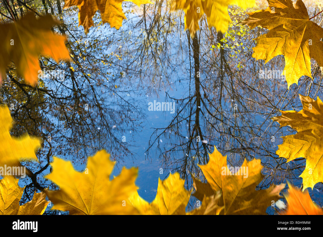 Reflex of trees on the water surface.Autumn frame. Stock Photo