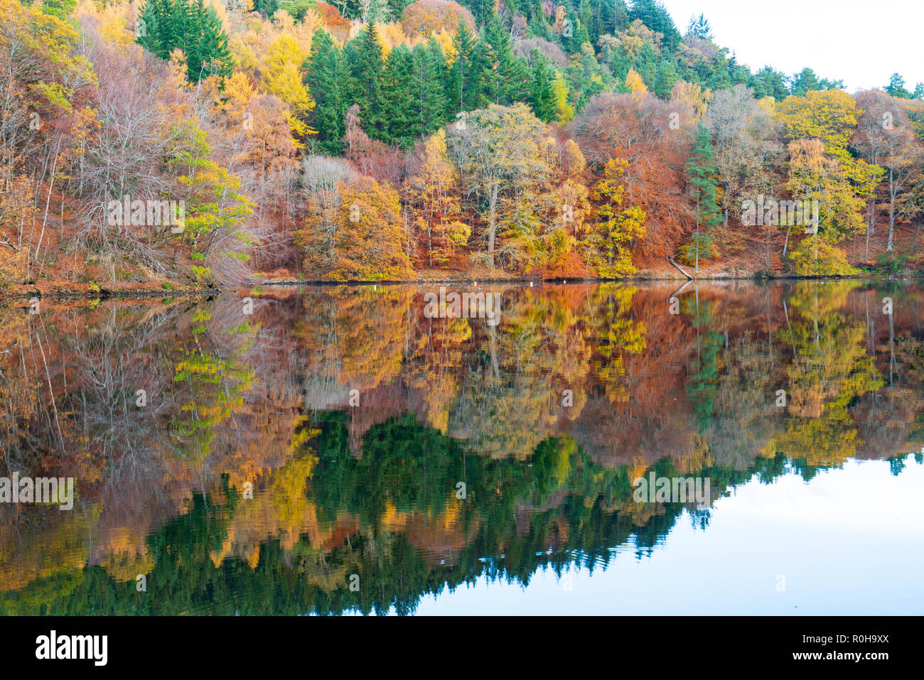 Spectacular late autumn tree colours  are reflected in the waters of Loch Faskally in Pitlochry, Perthshire, Scotland, UK. Stock Photo