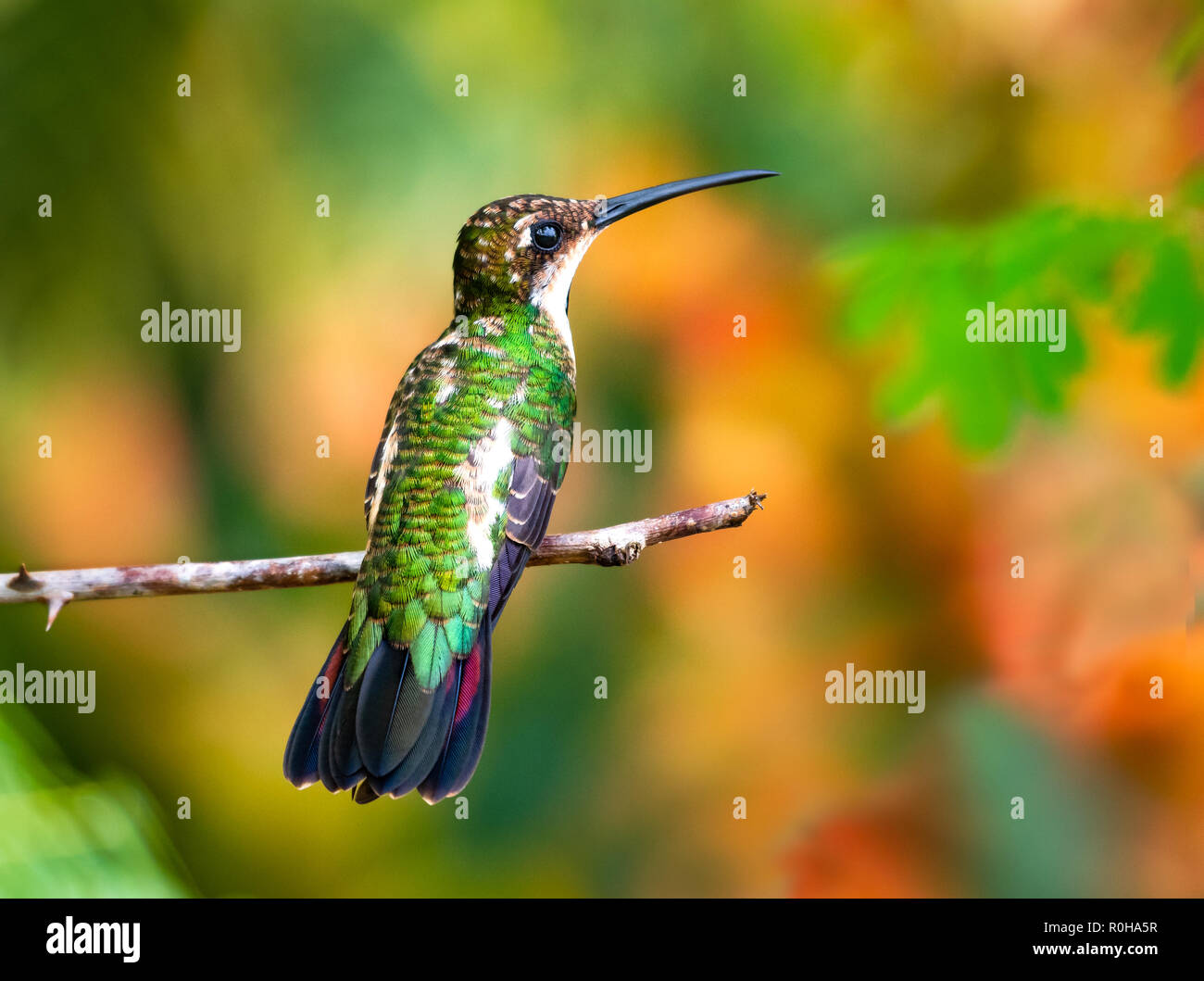 A juvenile Black-throated Mango hummingbird perches in a garden. Stock Photo