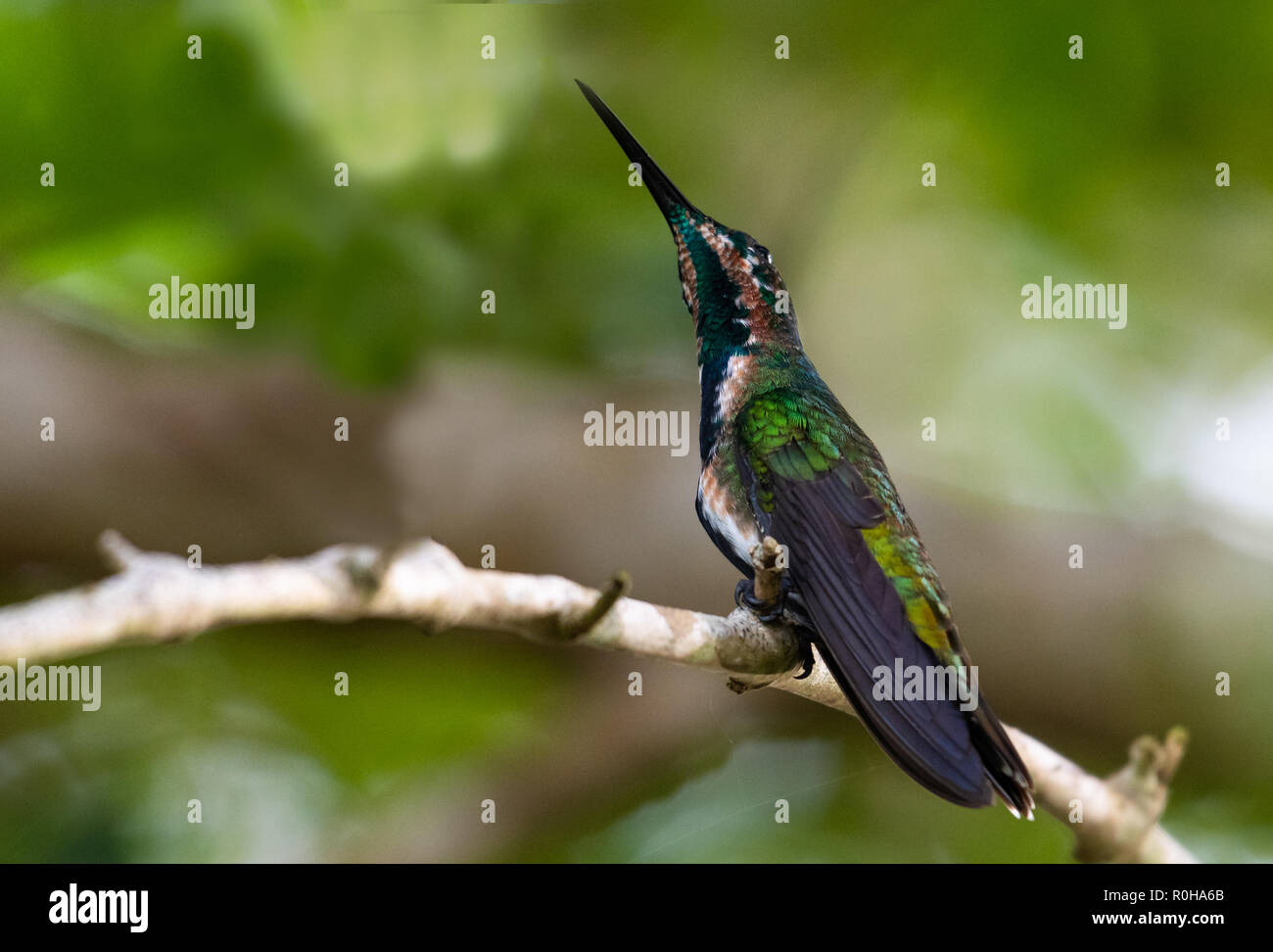 A Green-throated Mango hummingbird perches in the mangrove forest. Stock Photo