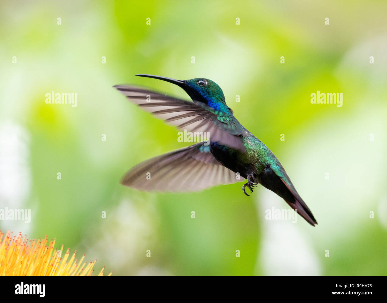 A Black-throated Mango hummingbird hovers in the air in a tropical garden. Stock Photo