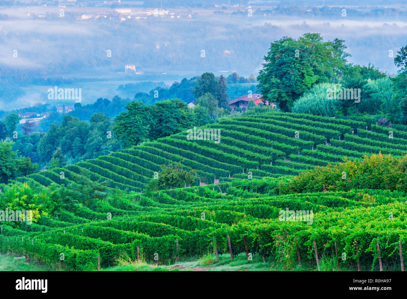 Vineyards in  the Province of Cuneo, Piedmont, Italy. Stock Photo