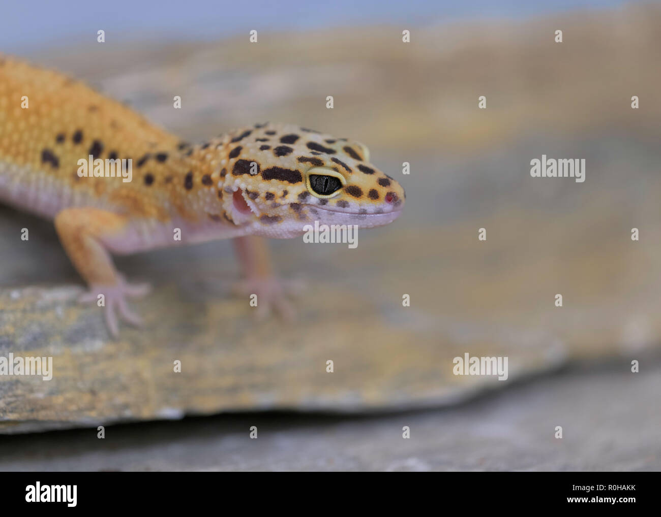Closeup profile portrait of a common Leopard gecko on a rock Stock