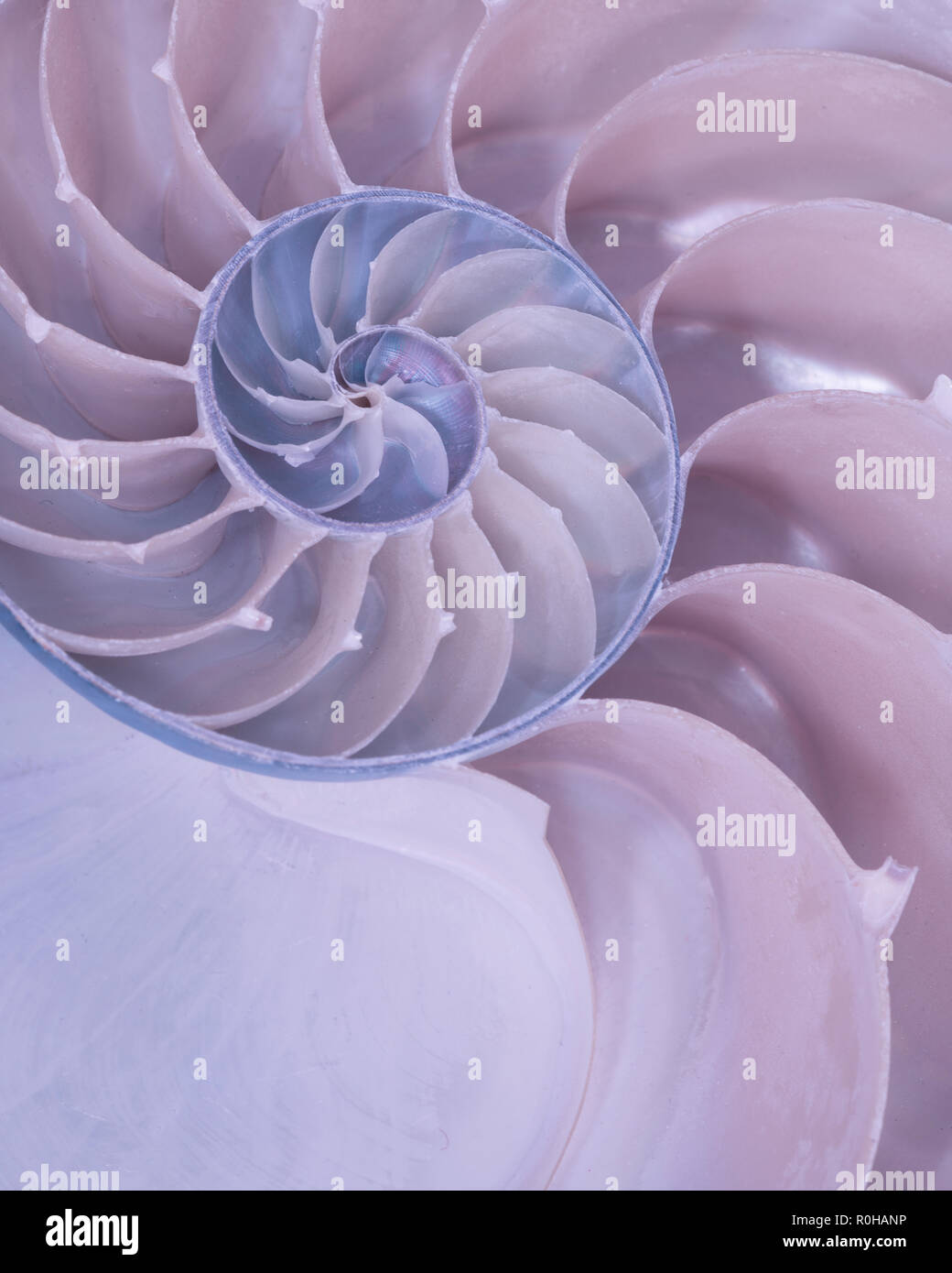 Closeup of the cross section of a nautilus shell in pastel colors Stock ...