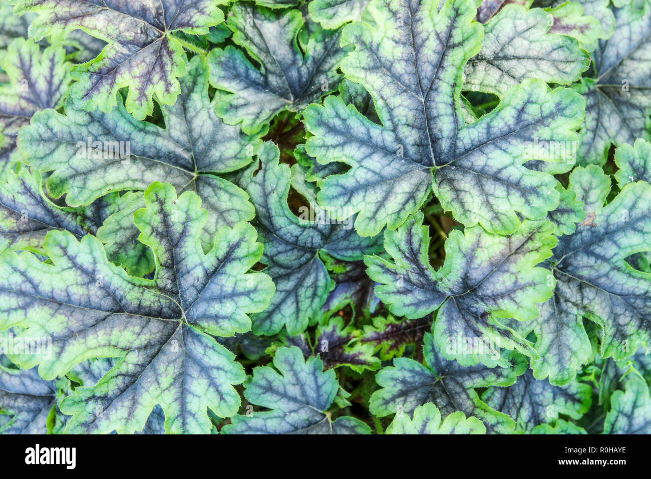 Heucherella 'Tapestry' pattern Stock Photo