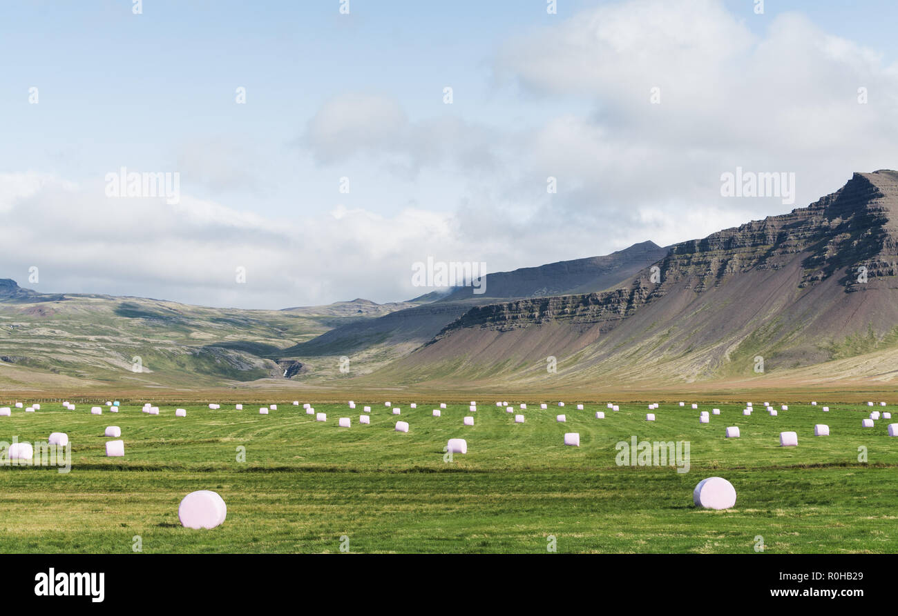 Bale of fodder grass wrapped in white plastic lying on the field in Iceland. Stock Photo