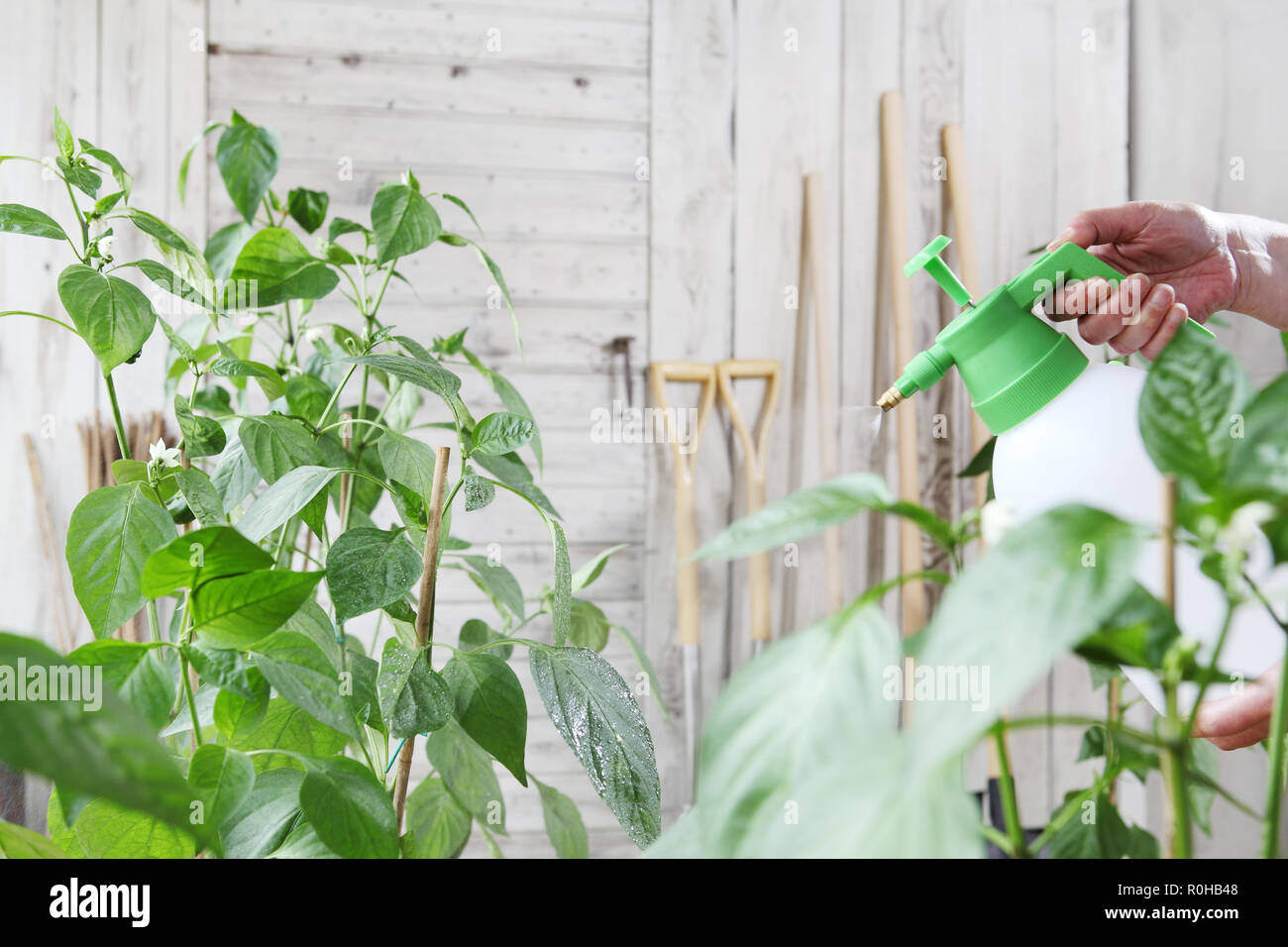 hands in vegetable garden sprays pesticide on leaf of plant, care of