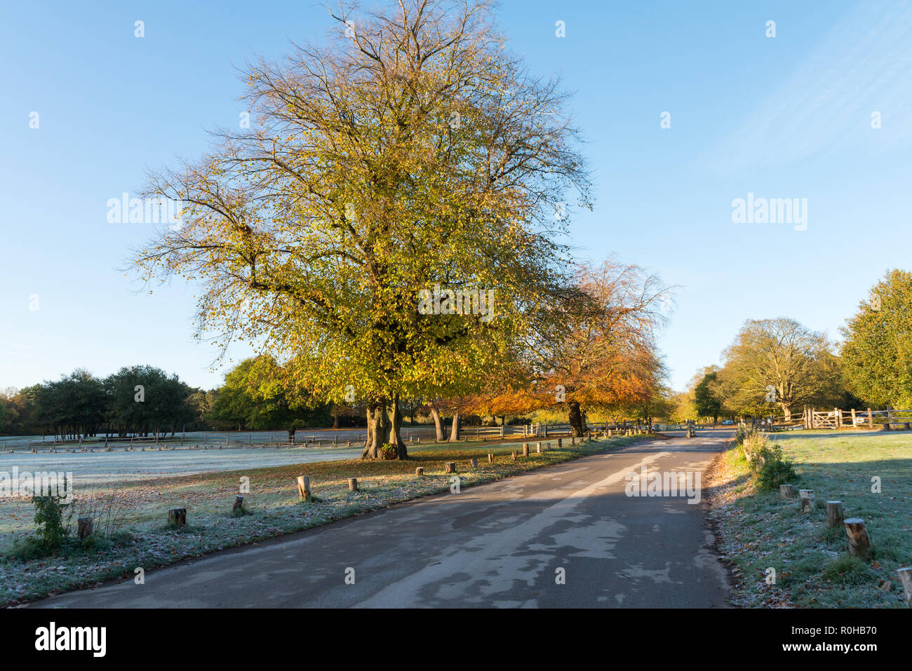 Warm early morning autumn sunshine in Sutton Park near Birmingham Stock Photo