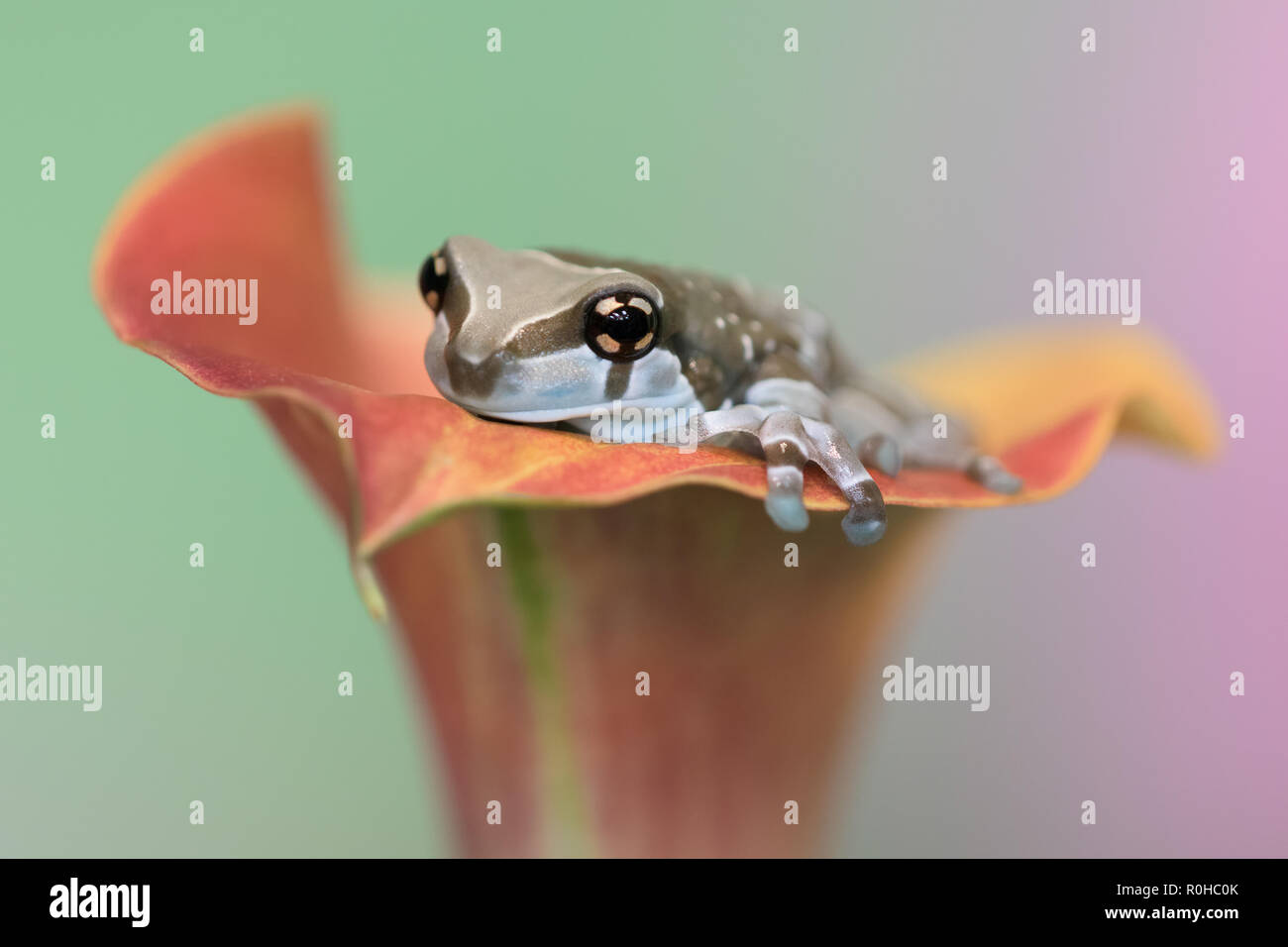 Mission goldeneyed tree frog, or Amazon milk frog, on a calla lily