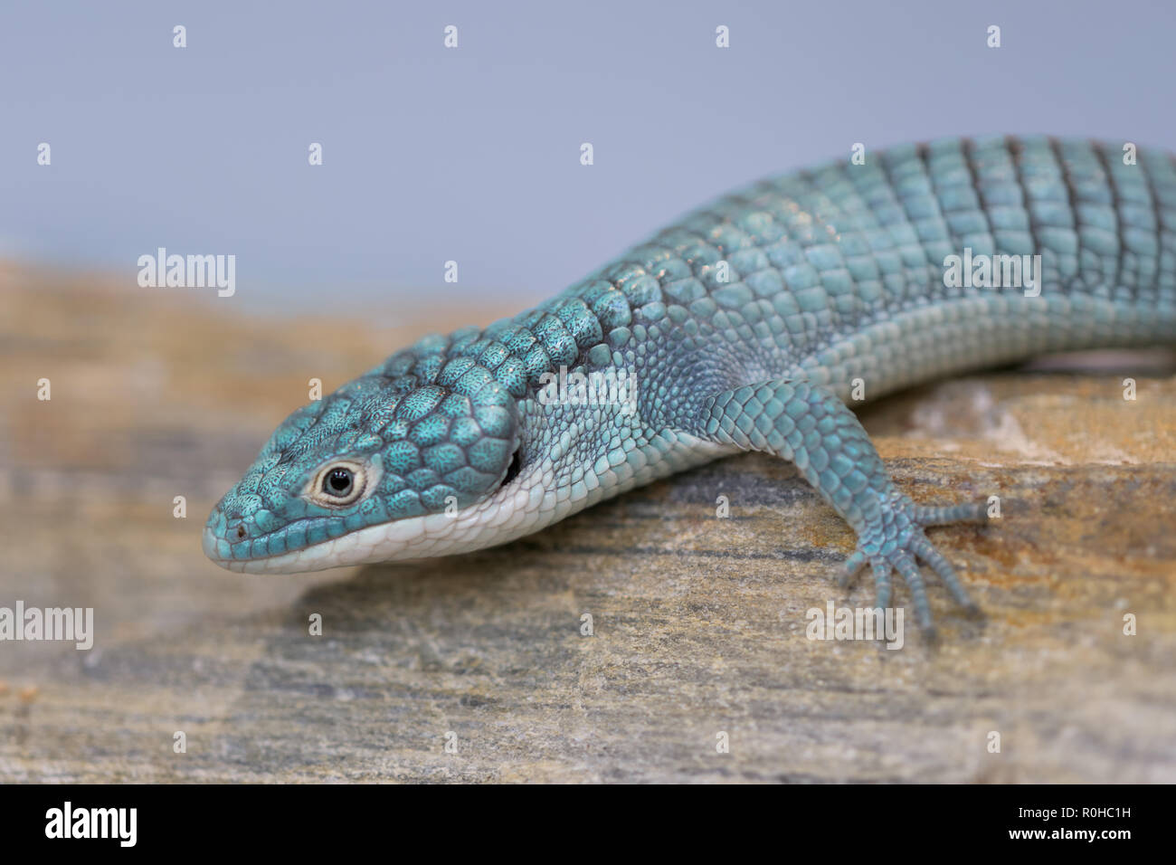 Closeup of an Alligator lizard (from Mexico) Stock Photo