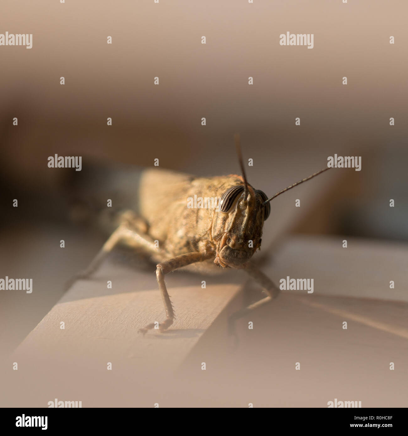 My Image 15