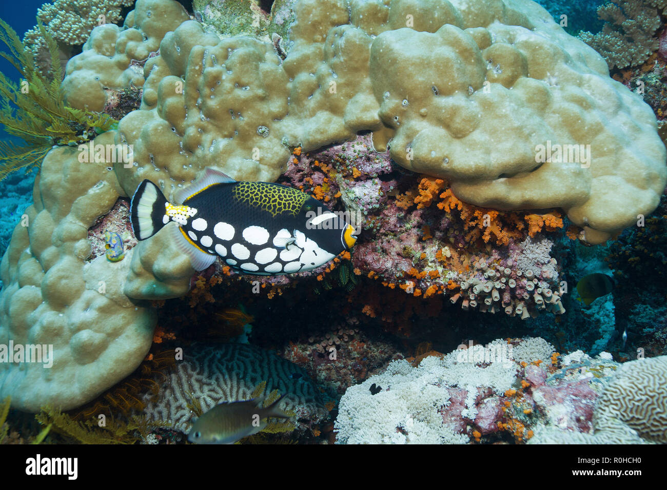 Leoparden-Drückerfisch (Balistoides conspicillum), Bali, Indonesien | Clown triggerfish (Balistoides conspicillum), Bali, Indonesia Stock Photo
