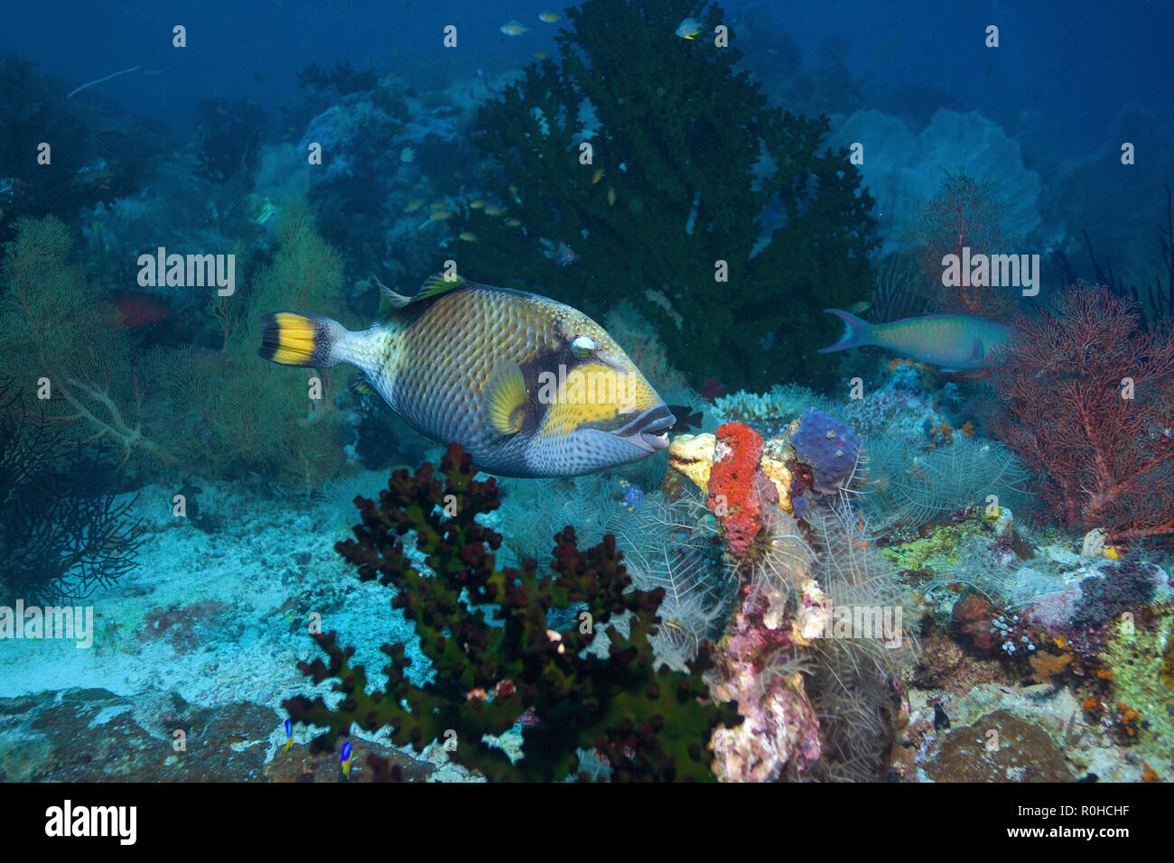 Titan triggerfish (Balistoides viridescens) at a coral reef, Raja Ampat, Irian Jaya, Indonesia Stock Photo