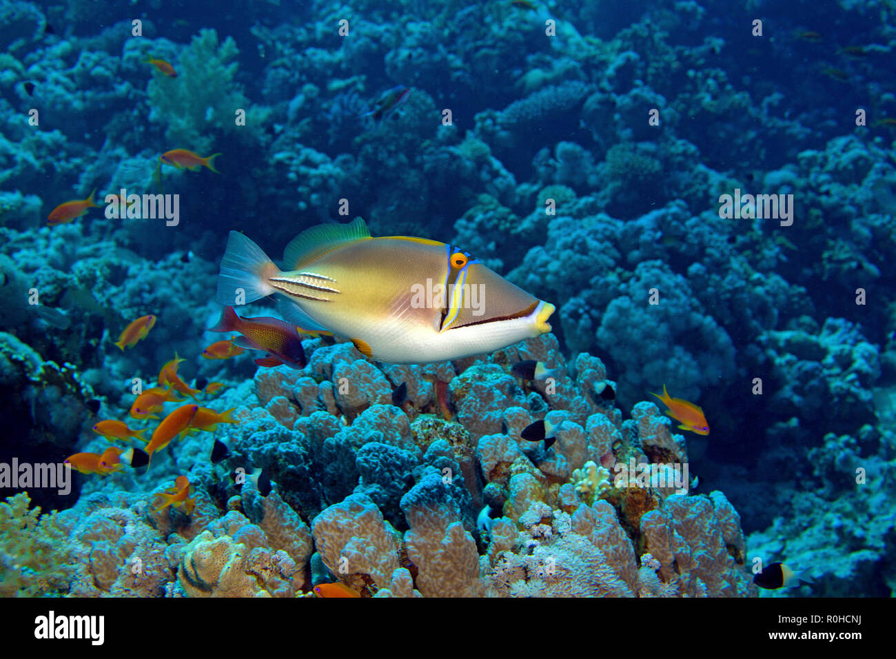 Picassofish (Rhinecanthus assasi) at a coral reef Sharm el Sheikh, Sinai, Egypt Stock Photo