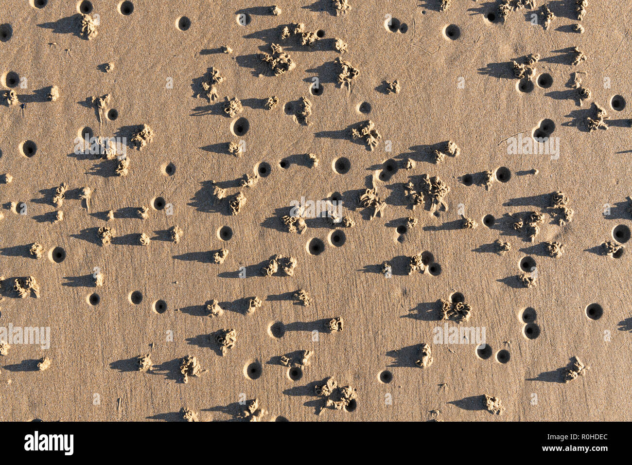 Lug worms creating a pattern of small holes and hills on the beach Stock Photo