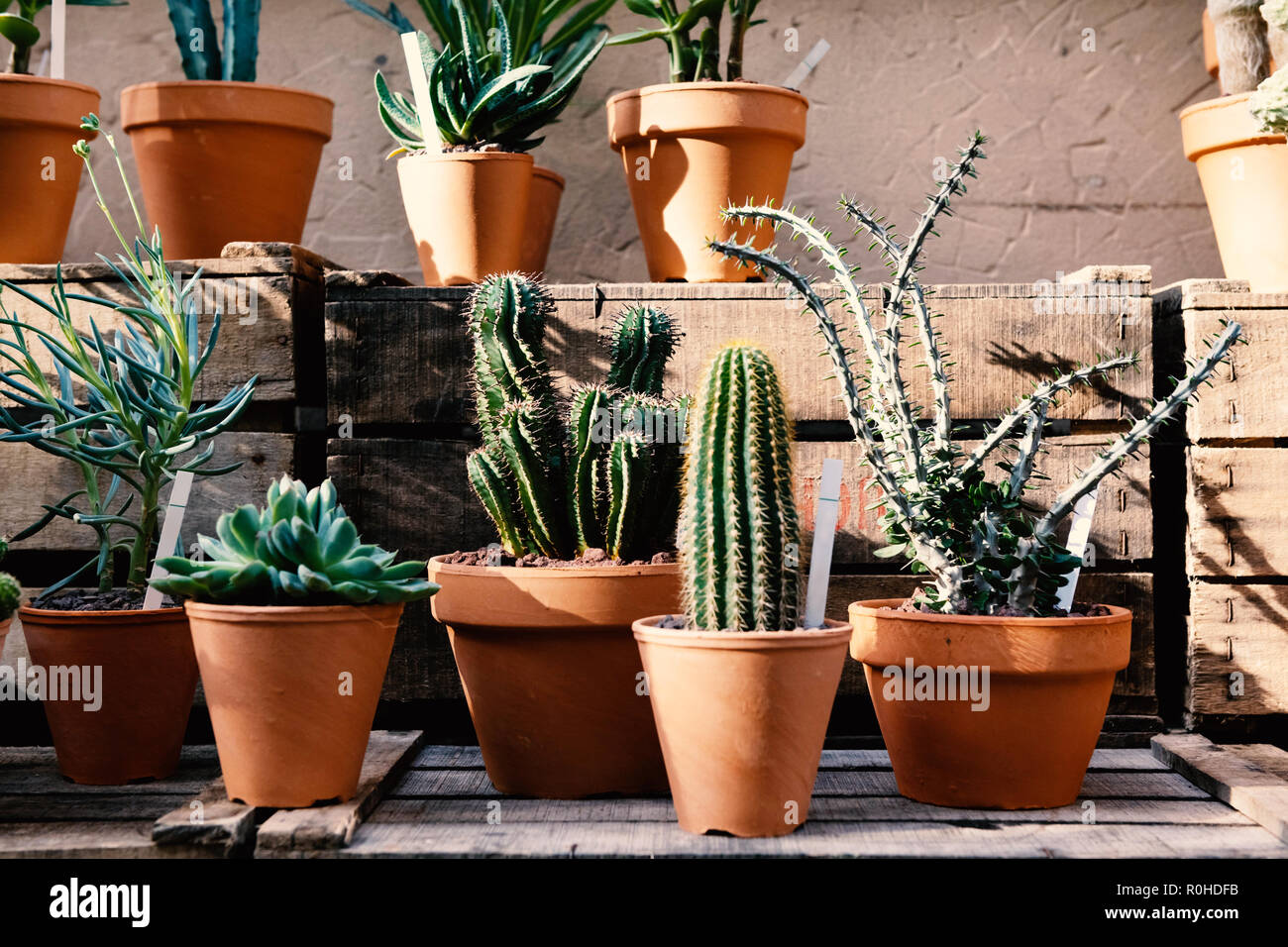 A collection of cactus exposed in clay pots. Stock Photo