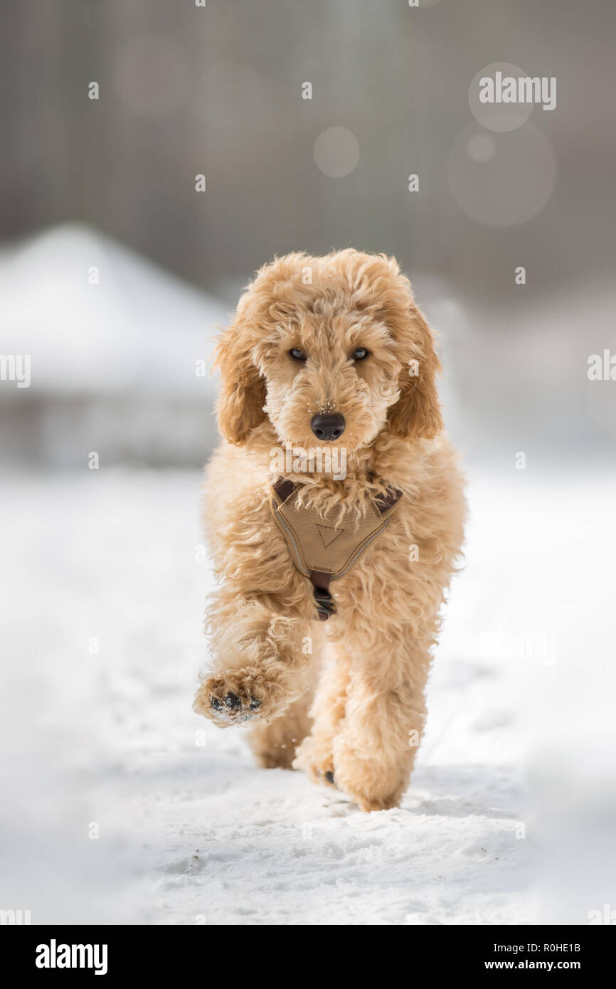 Toy poodle standing in snow hi-res stock photography and images - Alamy