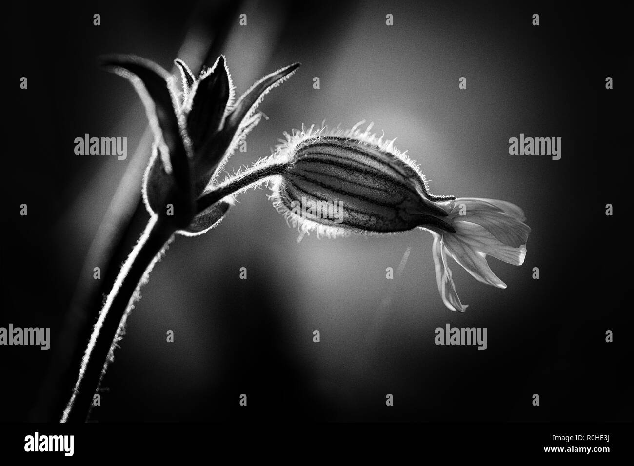 Plant to order Black and White Stock Photos & Images - Alamy