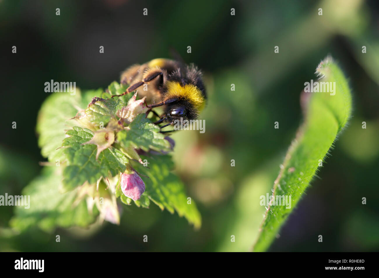 Nettle pollination hires stock photography and images Alamy