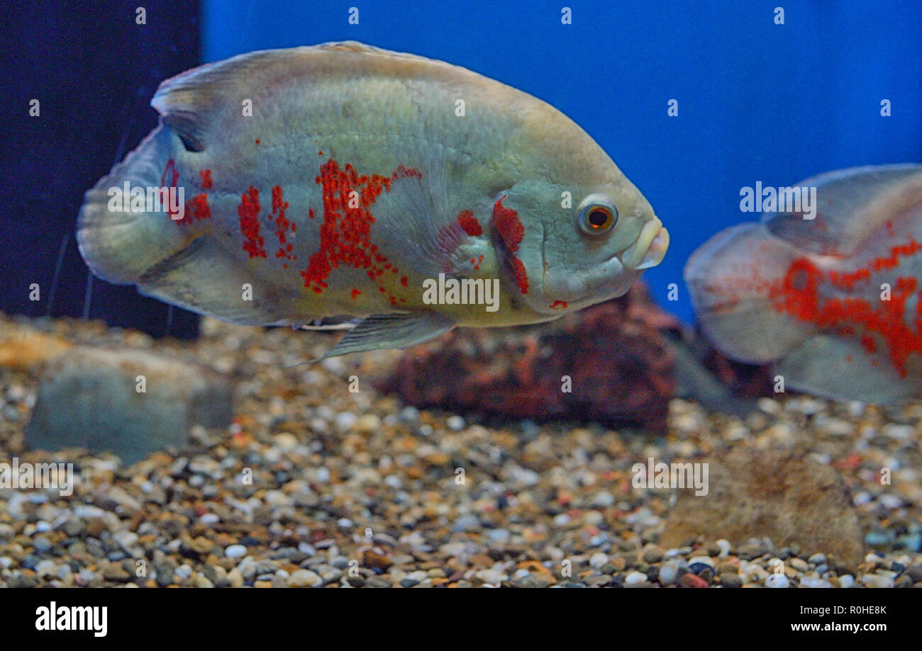 Oscar fish (Astronotus ocellatus) in Aquarium Stock Photo