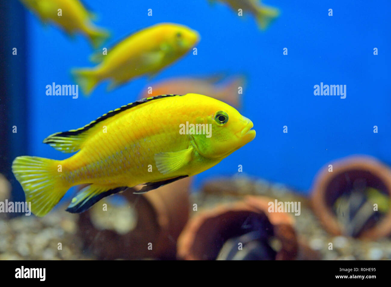 Maylandia hajomaylandi fishes in tank Stock Photo
