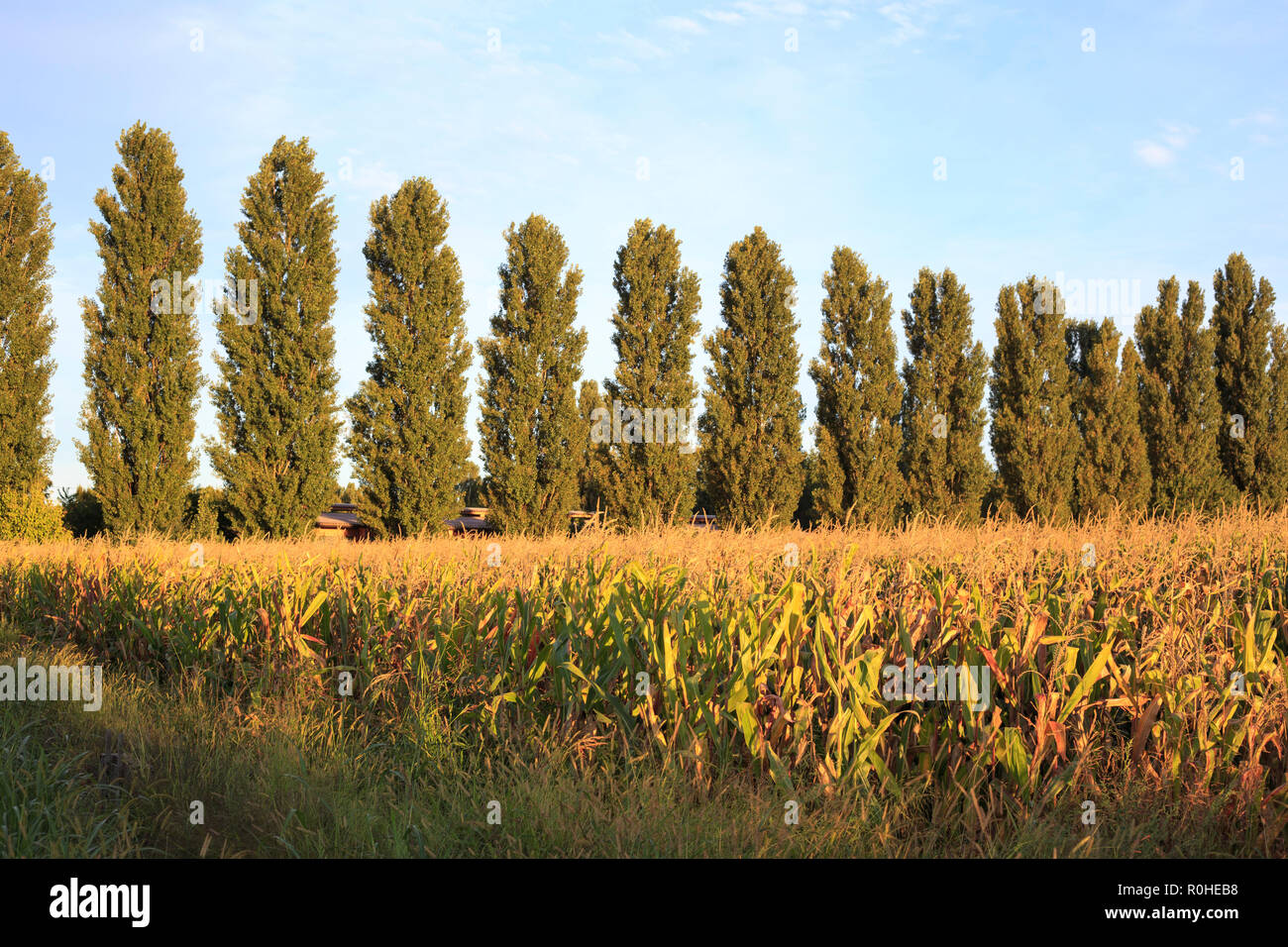 corn field and cloudy sky Stock Photo - Alamy