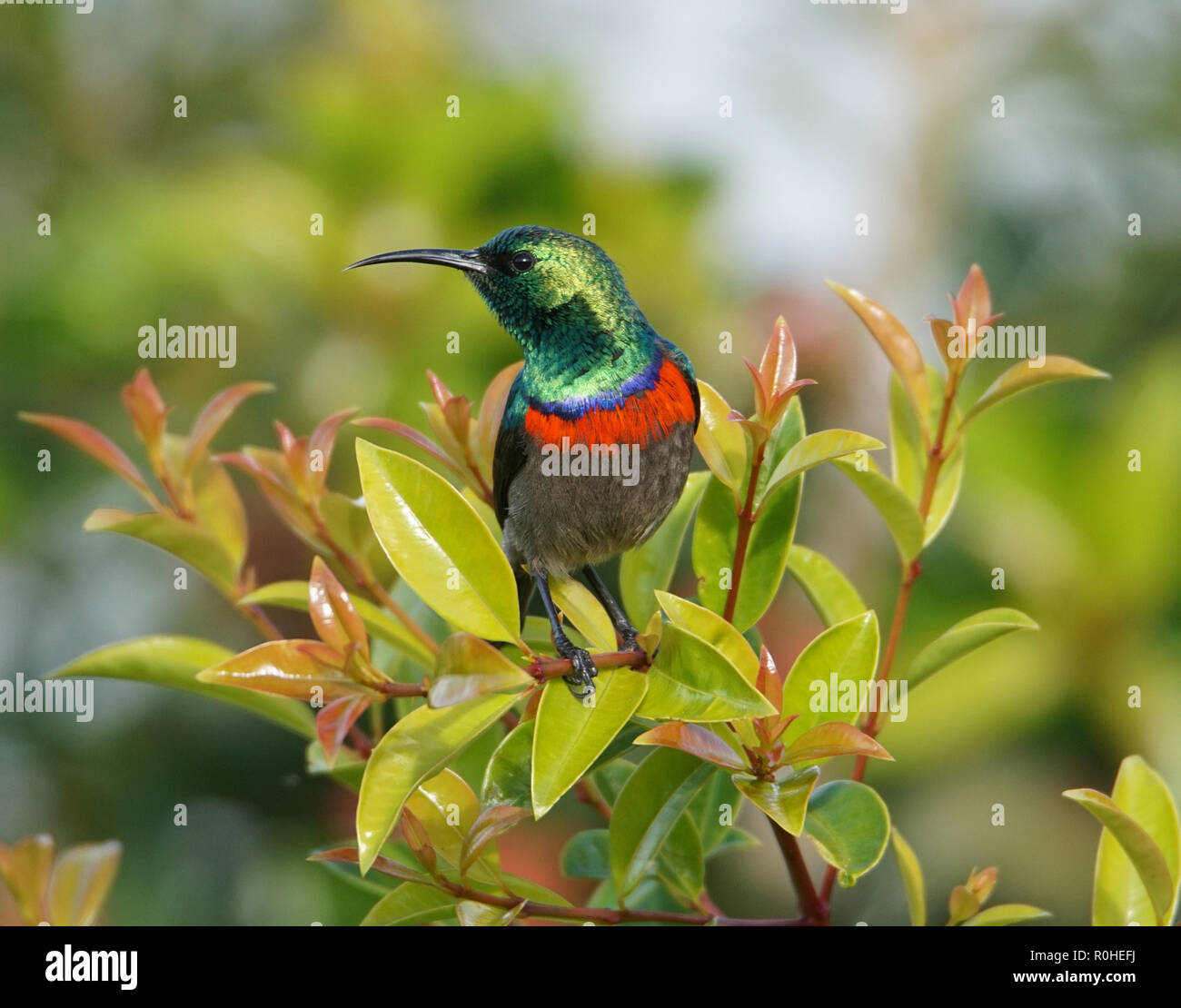 Lesser Southern Double Collared Sunbird Stock Photo