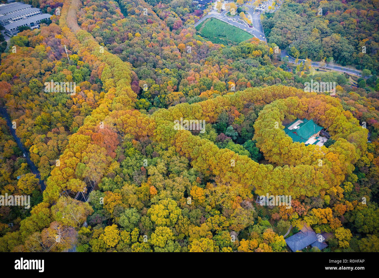 Nanjing, Nanjing, China. 5th Nov, 2018. Nanjing, CHINA-The aerial photography of May-ling Palace shows that a road with yellow-colored trees on the wayside leading to the residence looks like a necklace while the palace's roof looks just like a cut emerald at Zhongshan Scenic Area in Nanjing, China. The May-ling Palace, located in Nanjing, east ChinaÃ¢â‚¬â„¢s Jiangsu Province, was built in 1931 and served Chiang Kai-shek and his wife Soong May-ling. Credit: SIPA Asia/ZUMA Wire/Alamy Live News Stock Photo