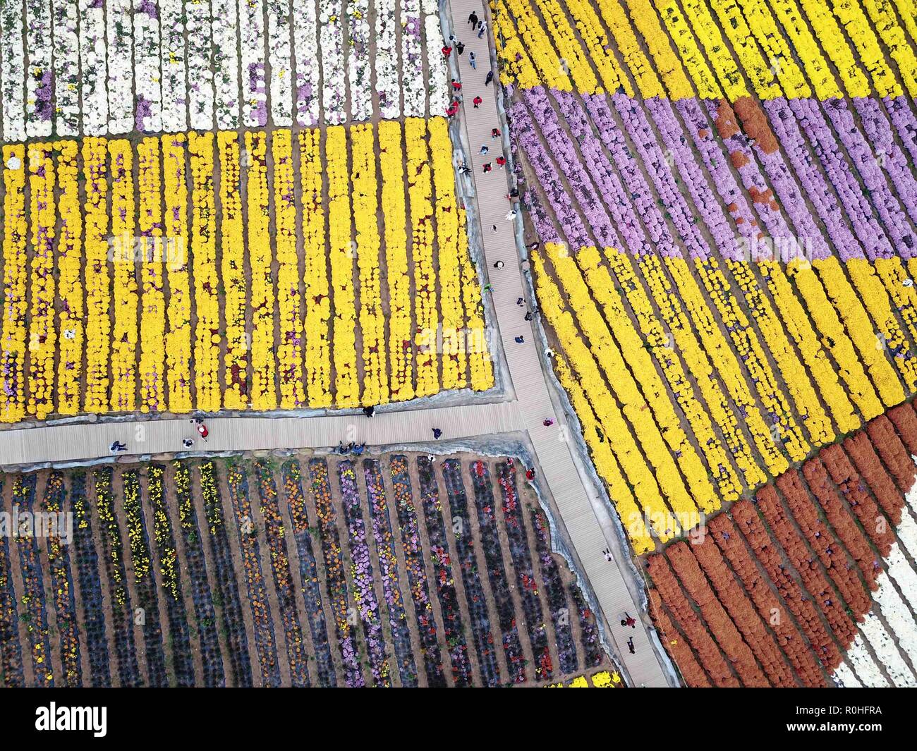 Majiang, China's Guizhou Province. 4th Nov, 2018. In this aerial photo, tourists view chrysanthemum flowers at a chrysanthemum base in Yaogujiang Village of Majiang County, southwest China's Guizhou Province, Nov. 4, 2018. Credit: Kai Shangyu/Xinhua/Alamy Live News Stock Photo