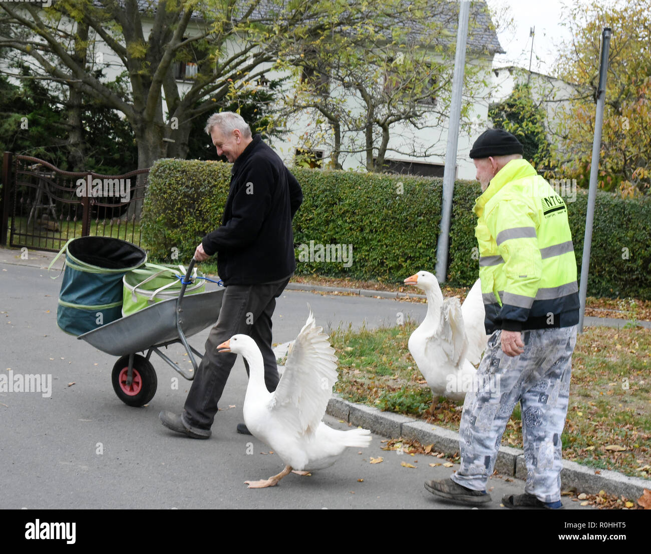 03 November 2018, Saxony, Kaditzsch: Henry Vogel (r), the owner of the two geese 'Erich' (in front) and 'Margot', brings back his animals, which are running after a man with a wheelbarrow, scolding him. Henry Vogel spent the first 16 hours of life of the goose-chicks with the now eight-month-old animals on a mattress in the stable. With this he has gained their trust, they eat out of his hand and follow him every step of the way. For the daily change for Margot and Erich he sits almost every day for several hours on the village square surrounded by motorways and planted with a lime tree. Photo Stock Photo