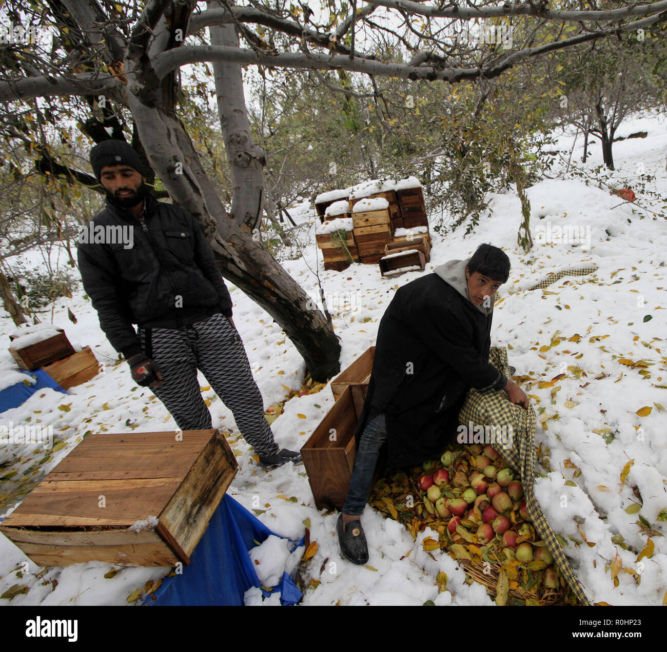 Srinagar, Indian-controlled Kashmir. 5th Nov, 2018. Kashmiri men check apples in village Damhal of Kulgam district, about 70 kilometers south of Srinagar, summer capital of Indian-controlled Kashmir, Nov. 5, 2018. Heavy snowfall that hit colder parts of Indian-controlled Kashmir caused massive damage to apple orchards inflicting heavy losses to apple farmers. Credit: Javed Dar/Xinhua/Alamy Live News Stock Photo