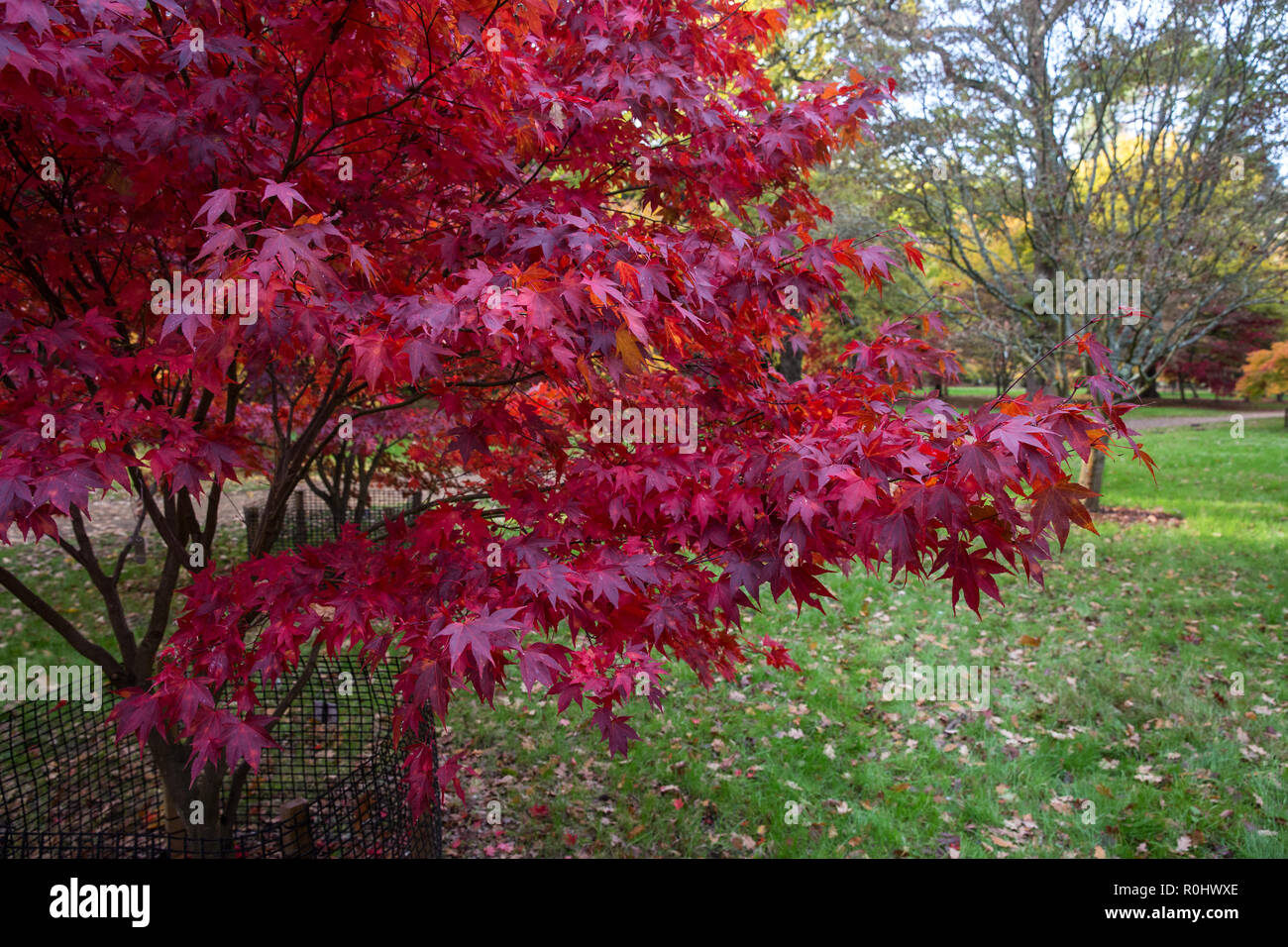 Windsor, UK. 5th November, 2018. UK Weather: A display of autumn colour from Acer Micranthum in Windsor Great Park. Credit: Mark Kerrison/Alamy Live News Stock Photo