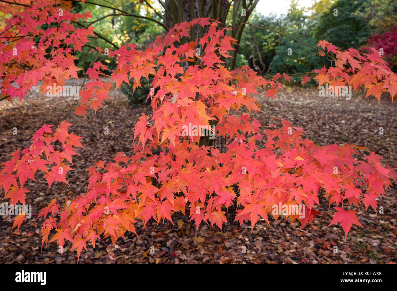 Windsor, UK. 5th November, 2018. UK Weather: A display of autumn colour from Acer Palmatum Ashurst Wood in Windsor Great Park. Credit: Mark Kerrison/Alamy Live News Stock Photo