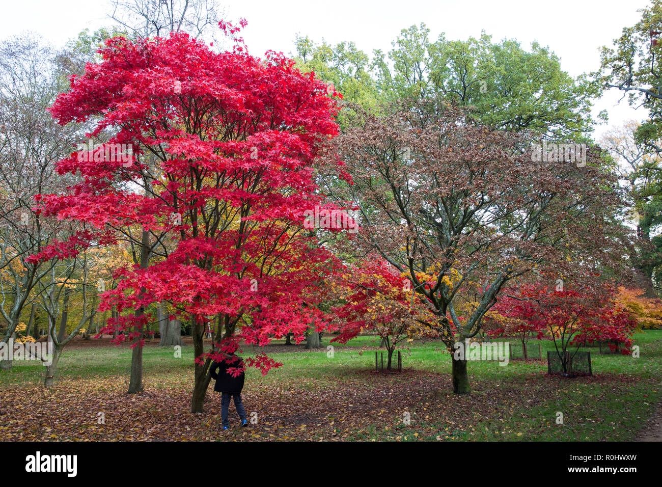 Windsor, UK. 5th November, 2018. UK Weather: A display of autumn colour from Acer Palmatum Ashurst Wood and Acer Micranthum in Windsor Great Park. Credit: Mark Kerrison/Alamy Live News Stock Photo