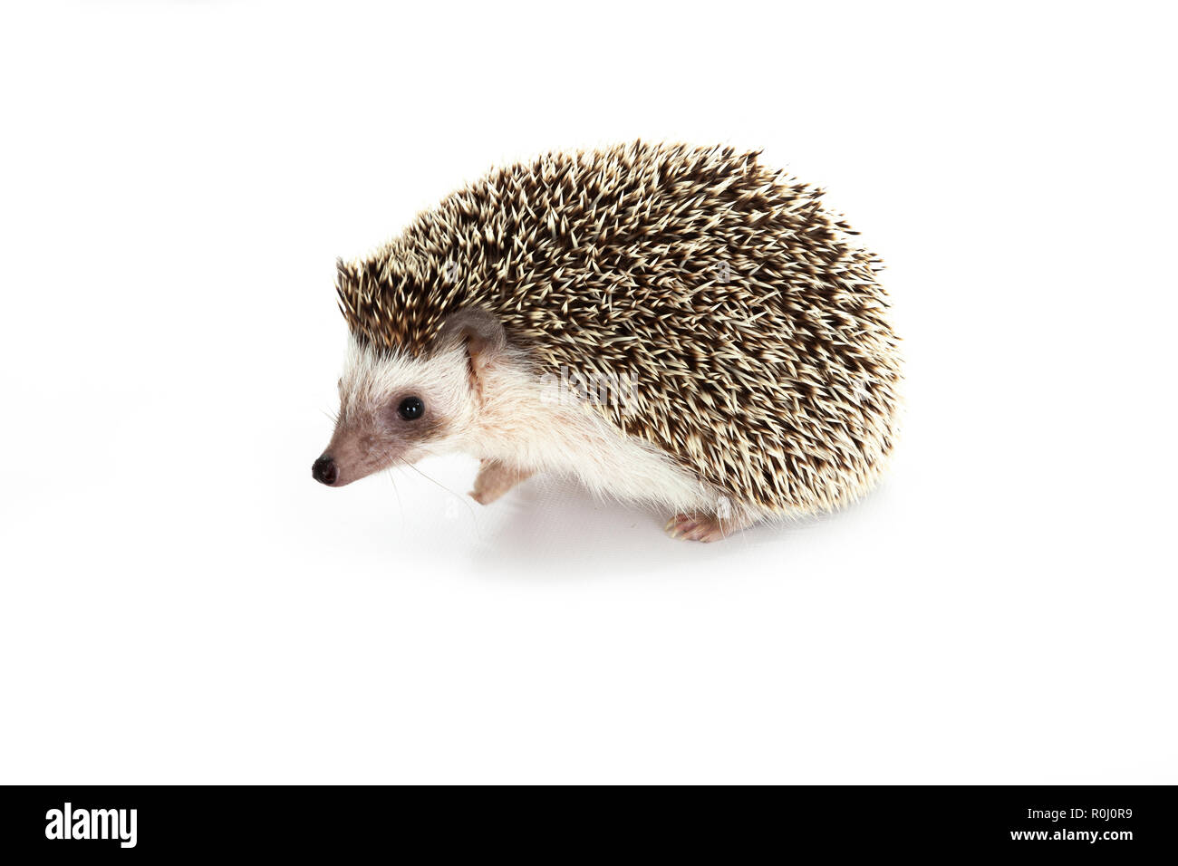 Pygm hi-res stock photography and images - Alamy