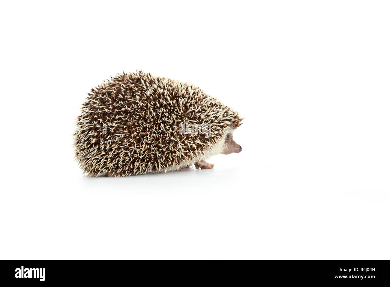 Pygm hi-res stock photography and images - Alamy