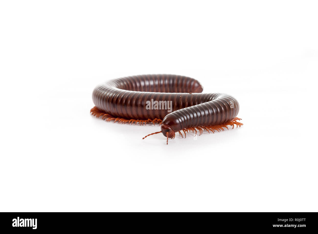 Millipede Stock Photo