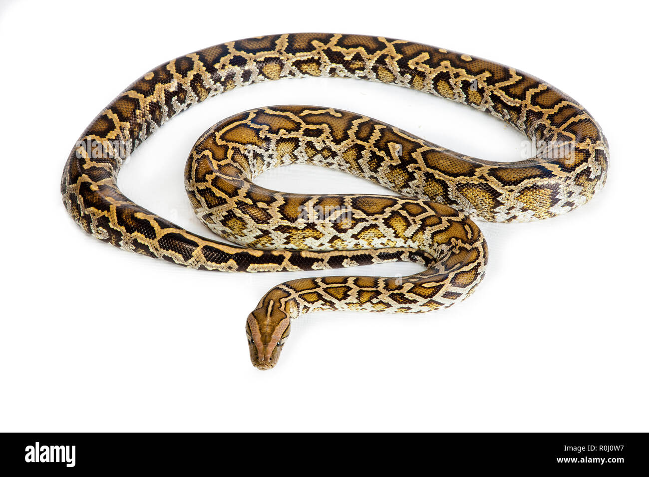 Burmese python hi-res stock photography and images - Alamy