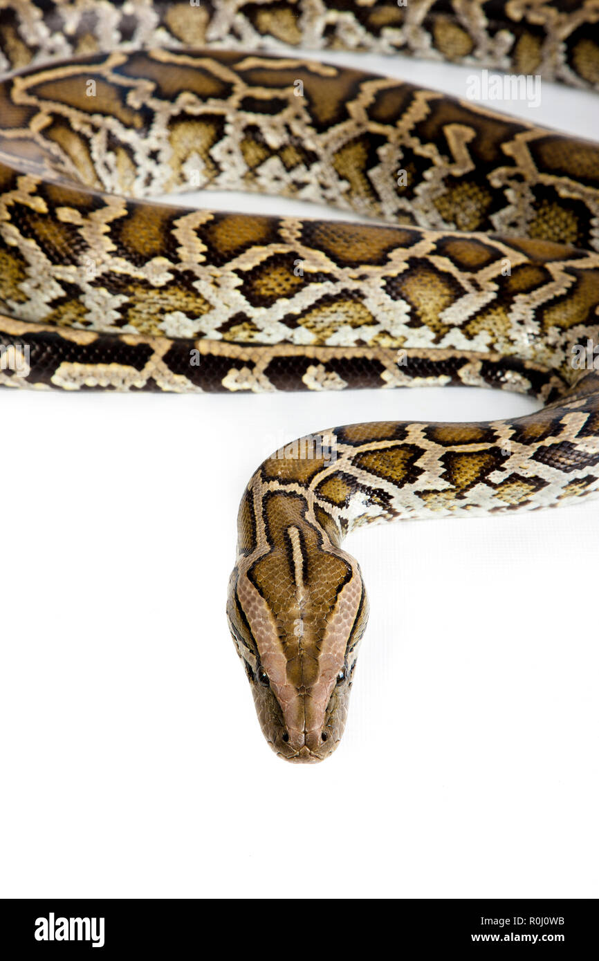 Burmese python white background hi-res stock photography and images - Alamy