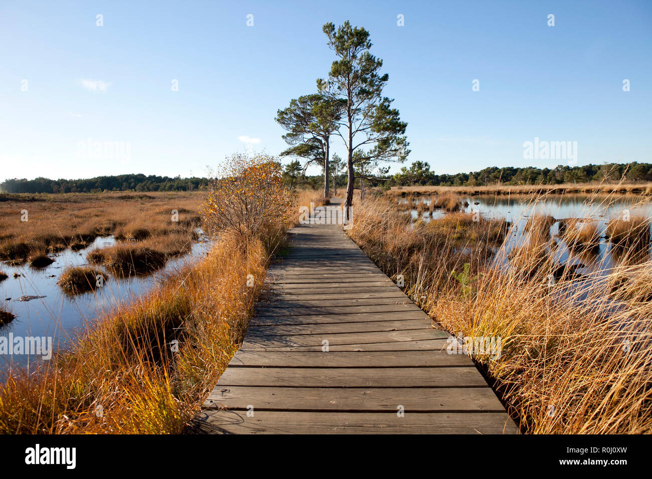 Wooden board walk over water meadows in late autumn, clear blue skies, golden colours of late afternoon sun.Still waters Thursley common. Stock Photo
