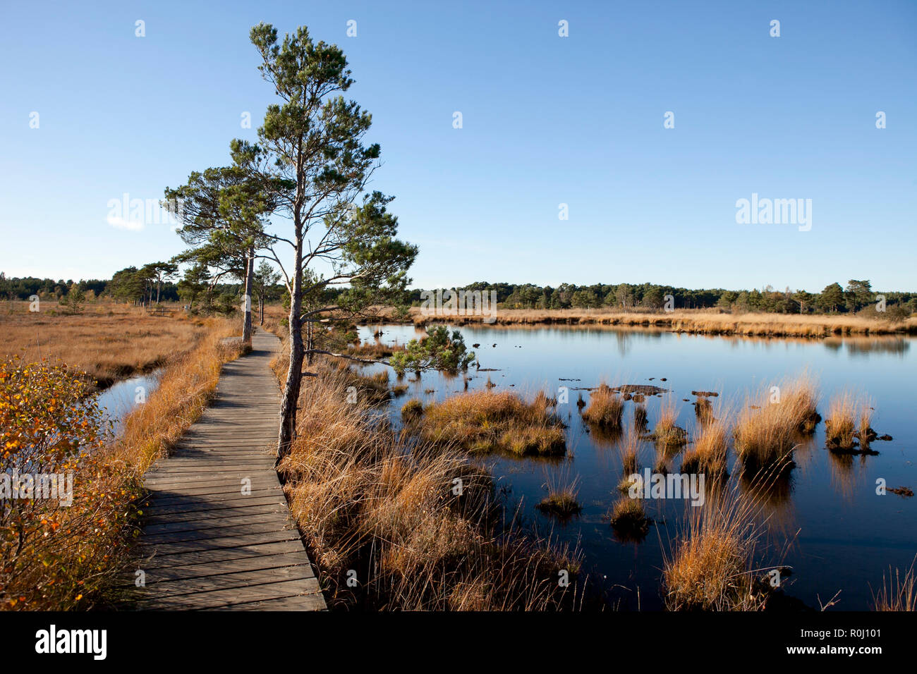Wooden board walk over water meadows in late autumn, clear blue skies, golden colours of late afternoon sun.Still waters Thursley common. Stock Photo