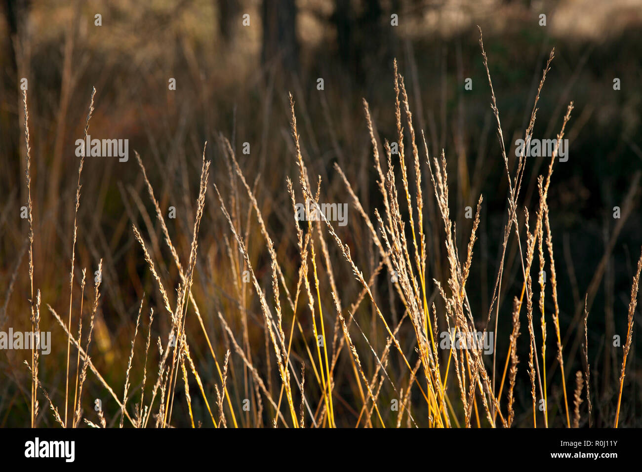 Long grass in late afternoon sun, golden natural colours with blurred background. Stock Photo