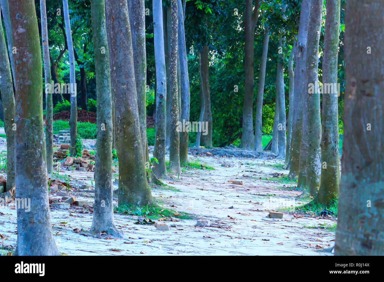 Rural road lined by oak trees. Walkway in the park with trees forest. the place for people to relax in Botanical Garden View, Kolkata, India in the af Stock Photo
