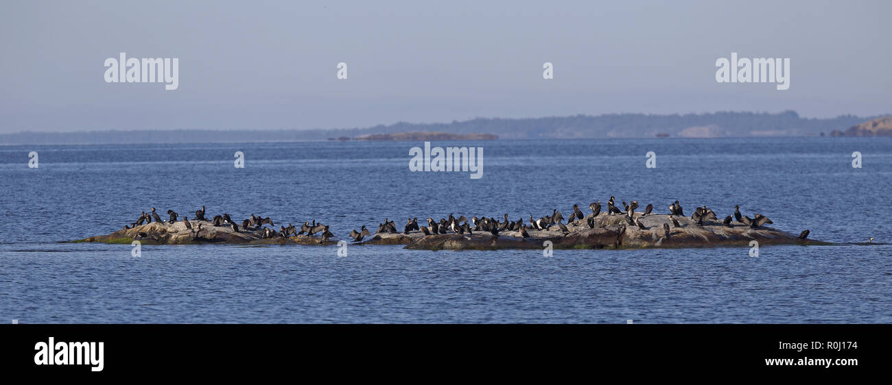 European shag / Archipelago west Sweden Stock Photo